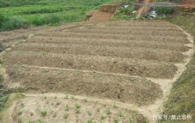 國家實施土地整理，提升土地利用率的重要舉措