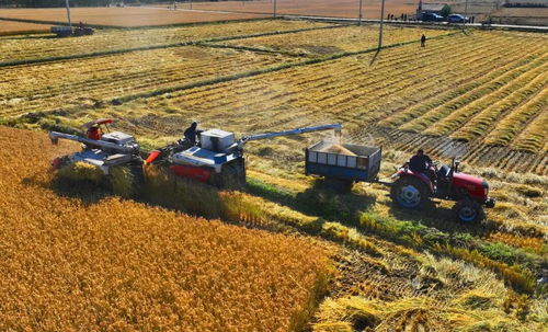金利農(nóng)場 稻香滿園，糧袋子與錢袋子雙豐收背后的發(fā)展新思路