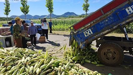 東高村鎮(zhèn) 復墾田里“金”滿地，三百余畝玉米迎豐收