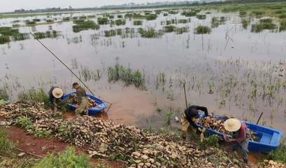 宿松縣金塘村土地整理 鄉(xiāng)村振興的基石與先鋒實踐