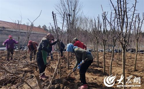 煙臺(tái)園林 引進(jìn)新品種苗木，筑就生態(tài)宜居城市新畫卷
