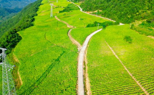 奉節(jié)新篇 貧瘠土地華麗轉(zhuǎn)身，花果之鄉(xiāng)筑夢(mèng)宜居家園